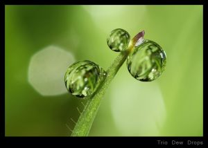 Trio Dew Drops.jpg